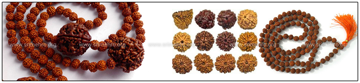 rudraksha